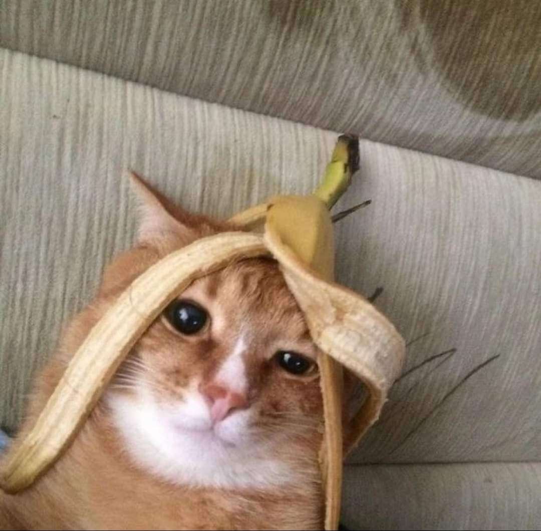 Сегодня мне приснилось как я под гнётом проблем подбежал к окну и радостно оттуда выпрыгнул, упал и превратился в железную трубу. Как думаете, это нормально? Всмысле, нормально ведь превращаться в железную трубу, или есть какие-то проблемы?