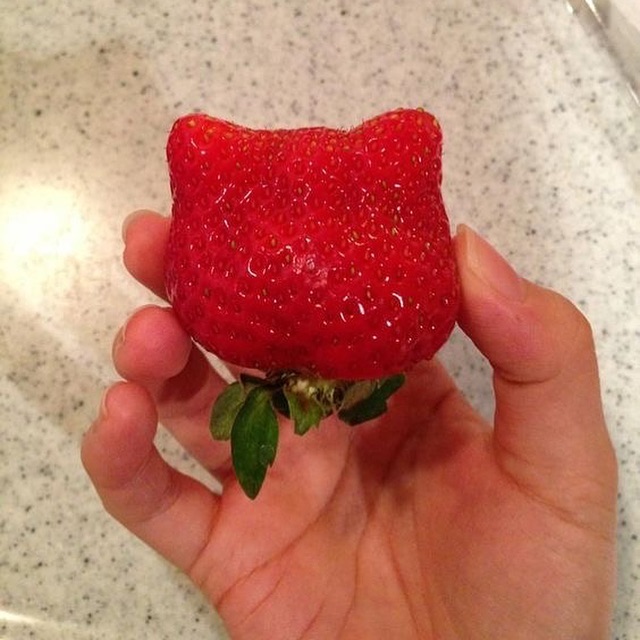 Punch Cat (@punchingcat) on Twitter photo 