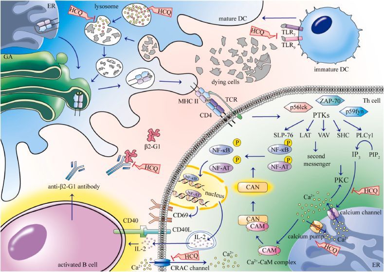 Full read review of the benefits & impact of hydroxychloroquine in #SLE. Benefits on: - T cells, cytokines, TLR signaling - VTE prevention - Decr CV risks - Glucose & lipid benefits - Pregnancy buff.ly/4bpDBop