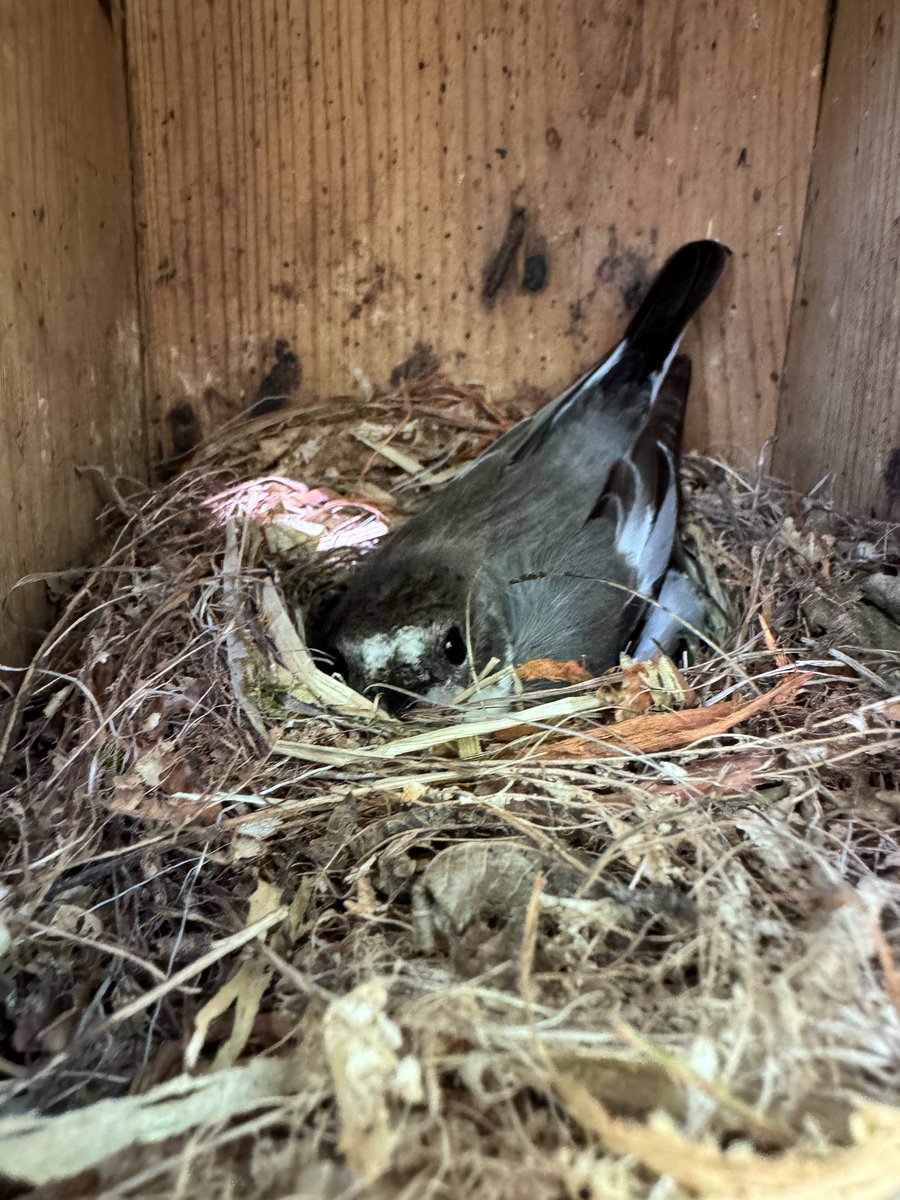 Gotland Blåmes tweet media