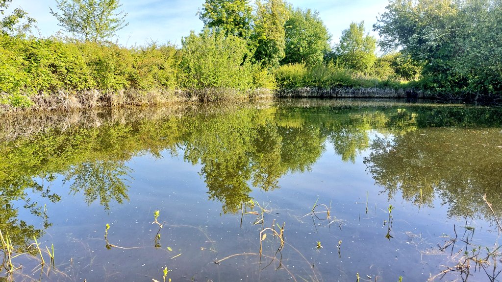 Sayers Black Pit. The first pond restored by @norfolkponds way back in 2011. It had its highest ever water levels this year as seen by the high water line in this photo. Plants are coming up tho & it is already a riot of bird life in the middle of an arable field