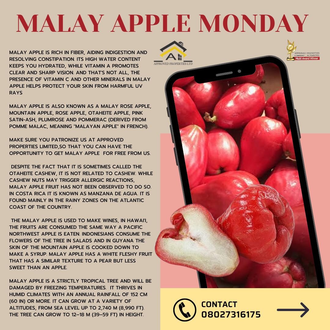 MALAY APPLE MONDAY 

Malay apple is rich in fiber, aiding indigestion and resolving constipation.Its high water content keeps you hydrated, while vitamin A promotes clear and sharp vision

*A RECAP ON YESTERDAY

#malayapple
#malayroseapple
#mountainapple
#roseapple
#otaheiteapple