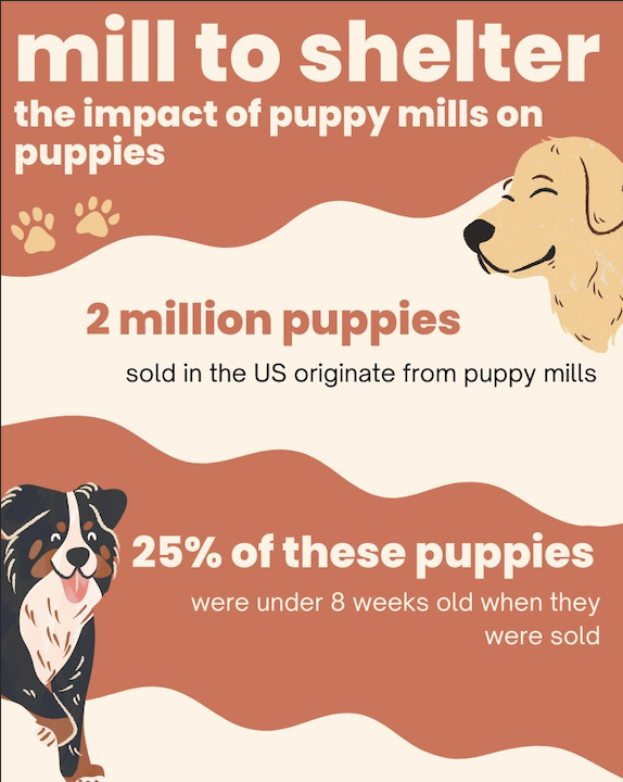 KaitlynMer04's tweet photo. Created this infographic to show how puppies from puppy mills can end up as shelter dogs despite owners paying a lot for them. #UCanimals https://t.co/snyGOt8EE6