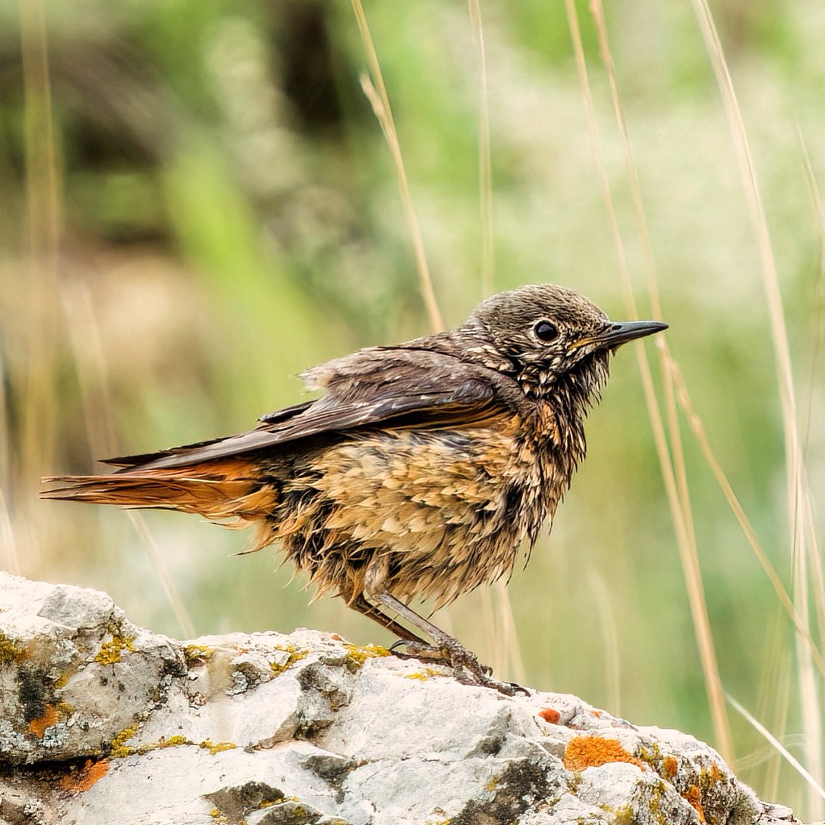 Yağmur altında bir TAŞ KIZILI 

TAŞ KIZILI 
Rufous-tailed Rock-thrush 

#trakus #birding_photography #birdingantalya #birdsofinstagram #nut_about_birds #kuş #bird #birdsonearth #1x  #rufoustailedrockthrush #taşkızılı