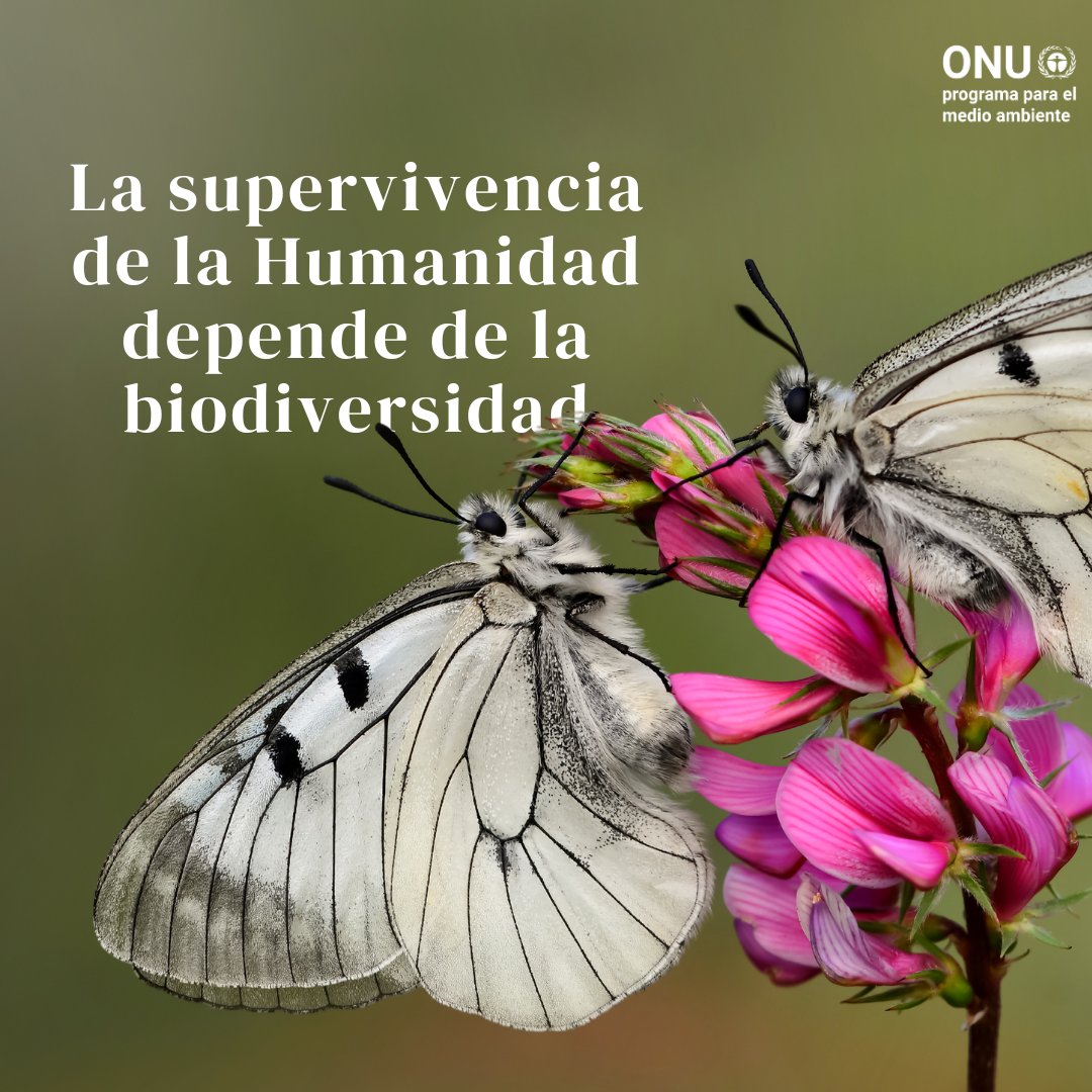 La biodiversidad es vital, pero está decayendo debido al impacto humano.

En el #DíaDeLaBiodiversidad, reconozcamos que nuestras acciones también pueden salvar la diversidad biológica.

Forma parte del #PlanDeBiodiversidad con <a href="/UNBiodiversity/">UN Biodiversity</a>: cbd.int/biodiversity-d…