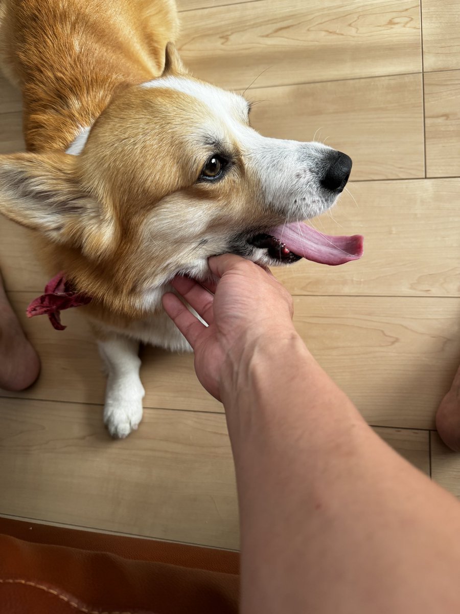 皆さんおはよーございます🤗
今日も１日頑張ろー🐶
#corgi #コーギー #尻尾ありコーギー #コーギー好き #コーギー好きな人と繋がりたい #犬 #コギスタグラム #corgilife #犬画像 #corgilovers  #ＹｏｕＴｕｂｅやってます