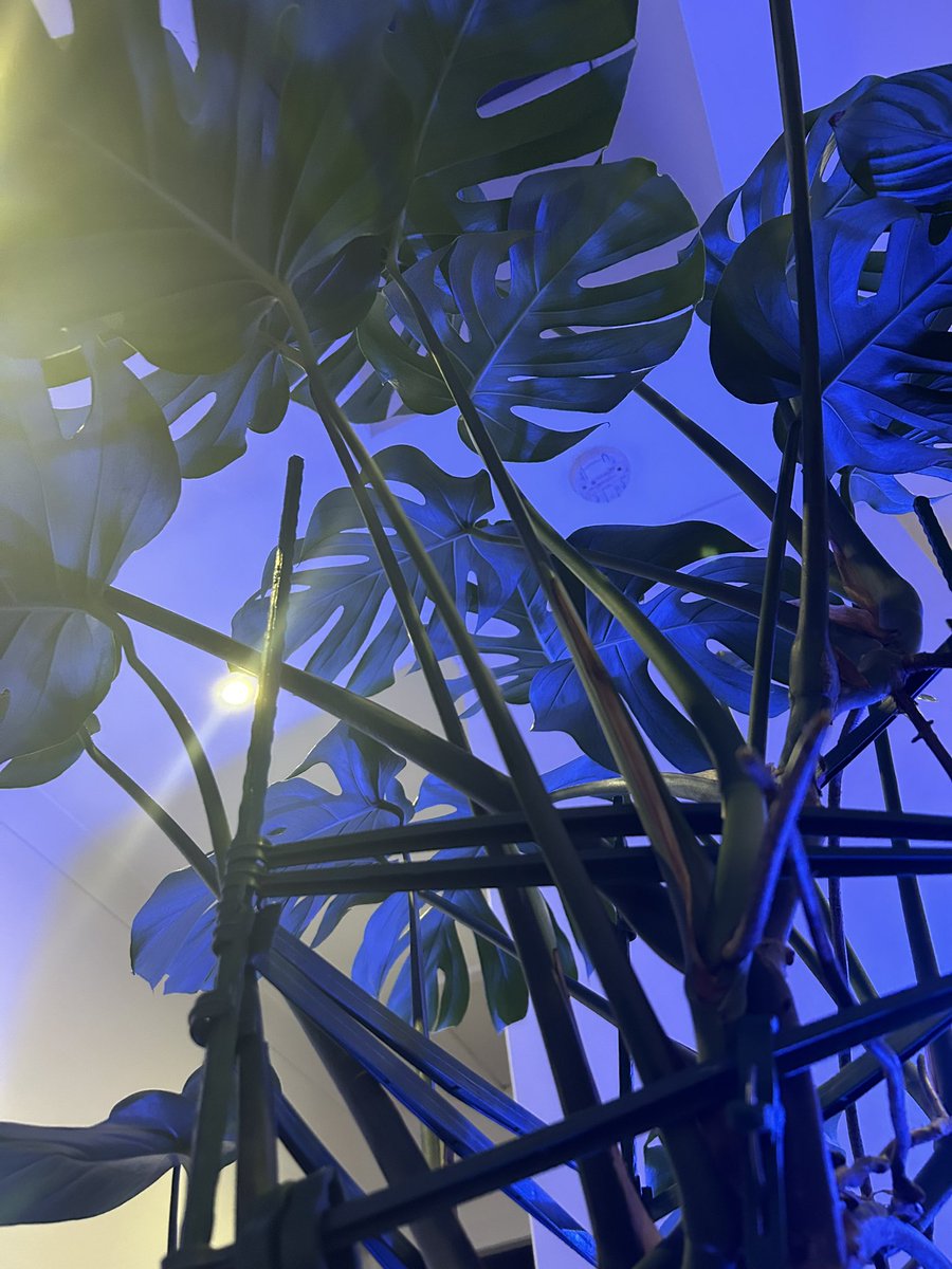 wee Norma Tanega beltin it oot while the monstera gets bit more water n nutrients, sooner or later I’m convinced it will take over the hoose!