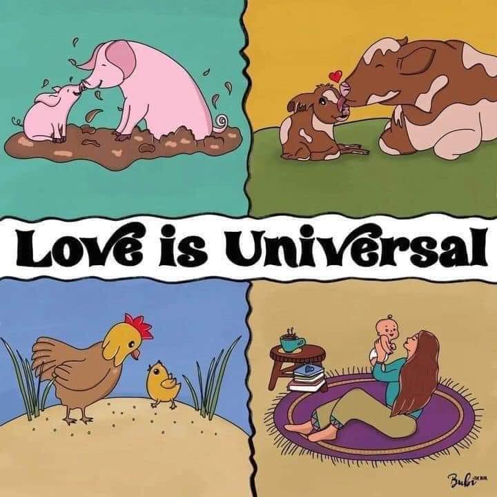 Lest we forget! ❤️❤️ #love #is #universal #humans #animals #birds #young #old #babies