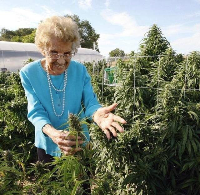 Grandma checking on her garden 👵🏻 #cannabiscommunity #cannabisculture #cannabisindustry