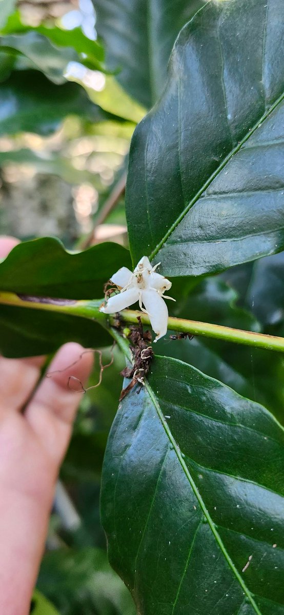 My coffee is blooming!!!!
There's a lot of blooms, those will turn into red berries and there will be a few beans inside each. Doubtful I'll have enough to roast, but I'll plant what I get. My organic Florida coffee business is sailing now😍