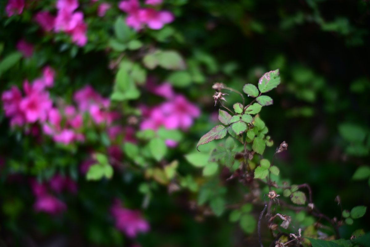 Slice of life. Vivid Nikon Zf Mr.Ding 50mm f1.1