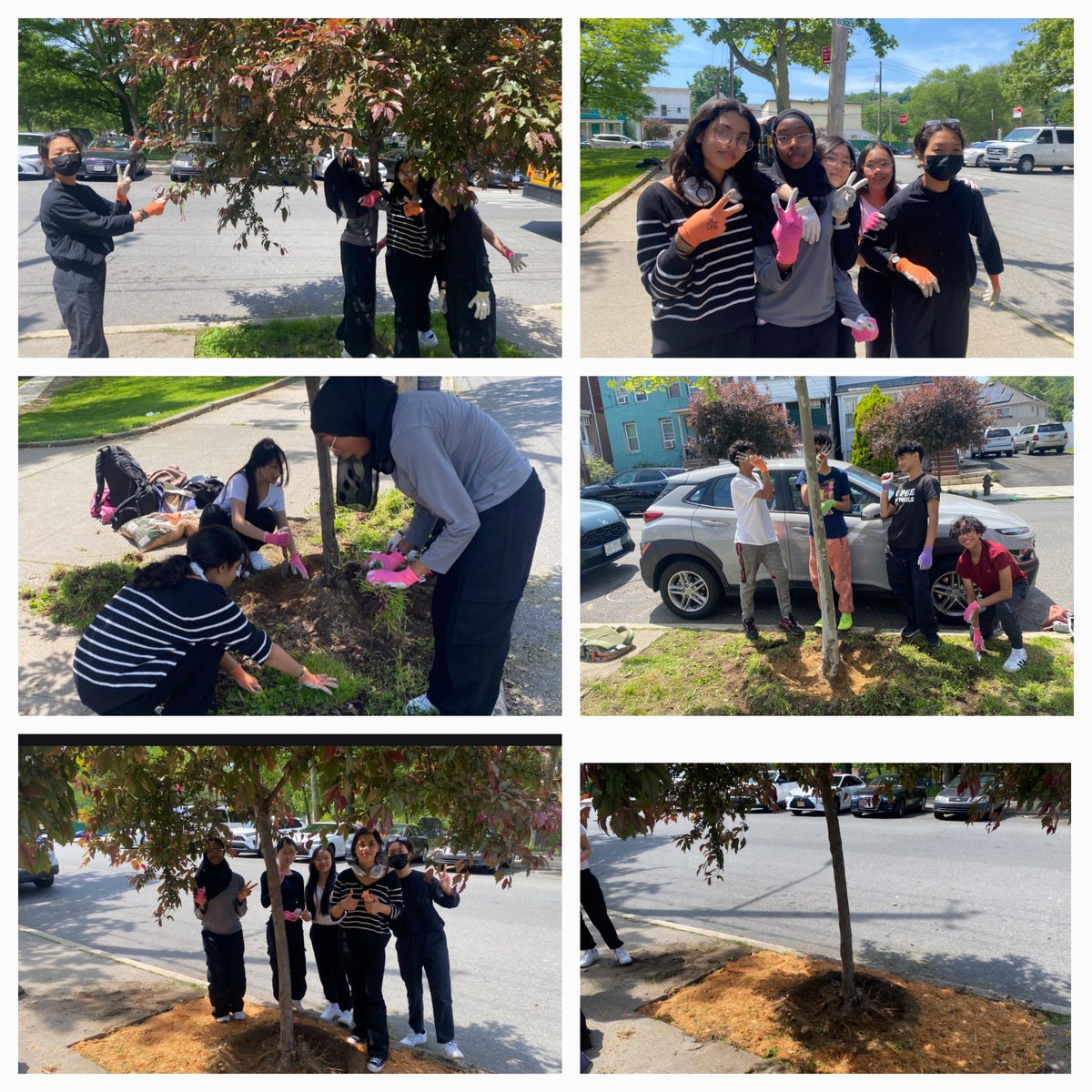 Our Ss participated in a Tree Stewardship, where they cultivated the soil around the young trees surrounding our school, & laid mulch down to support irrigation.They modeled the ROAR matrix & understood the importance of taking care of our community.