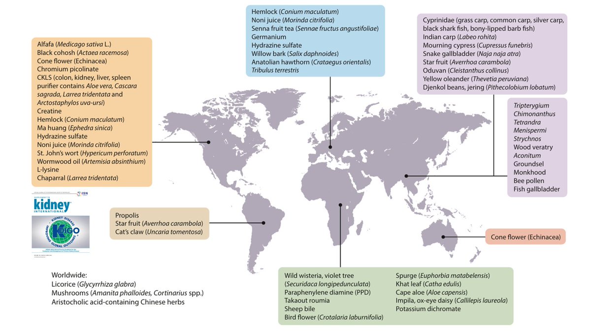 Selected herbal remedies and dietary supplements with evidence of potential nephrotoxicity, grouped by the continent from where the reports first came (from <a href="/goKDIGO/">KDIGO</a>)
#NephJC #Nephpearls

👉 kdigo.org/guidelines/ckd…