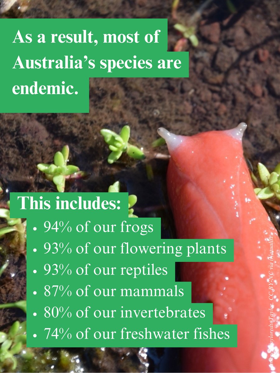 Biodivcouncil's tweet photo. Did you know - Australia has more endemic species than any other country? Today is #Biodiversityday and we’re celebrating Australia’s rich array of unique species and ecosystems 👇🏽👇🏽👇🏽 #fornature #partoftheplan https://t.co/oyufkxakAC