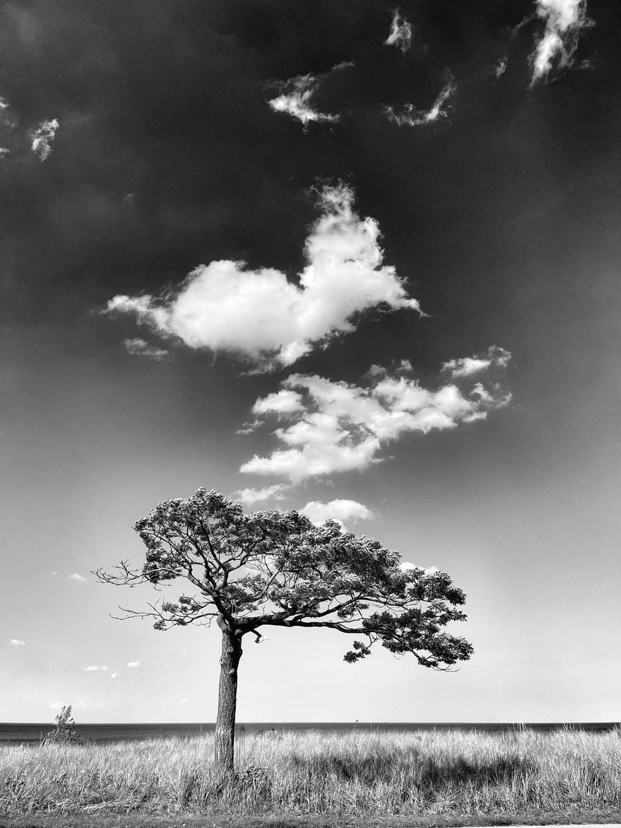 The beach #hamiltonontario #hamont #triumpht100 Beautiful ride to the beach in Hamilton here’s my favourite tree❤️🙏