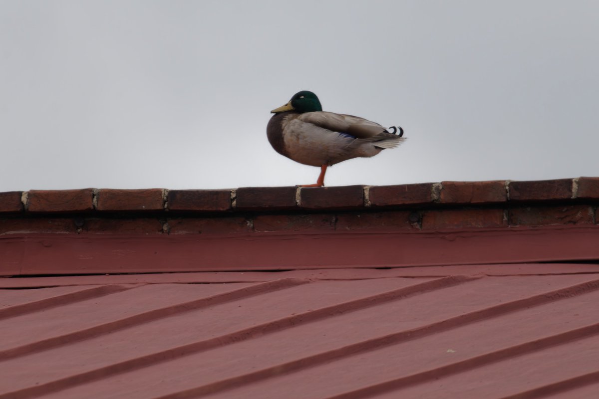 Nobody expects the duck on the roof