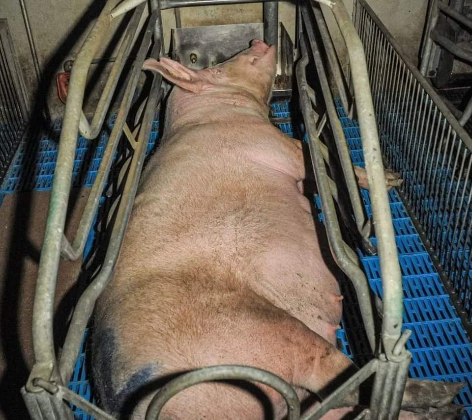 This is Animal Cruelty, barely room to move and none to tend her Piglets when they are born Animal Ag has little to no oversight at all