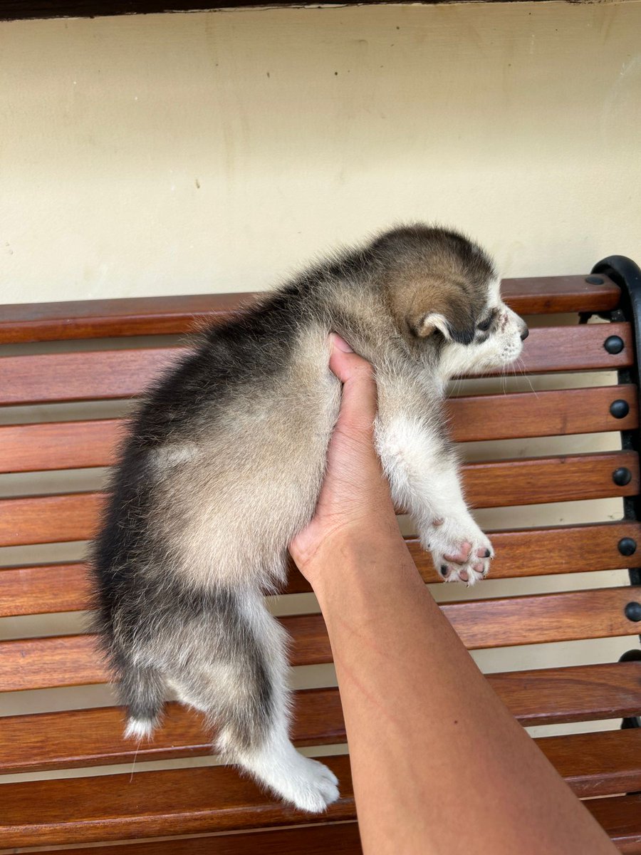 sojunotabir's tweet photo. SISA 1 🚨🚨🚨 LAST ONE
Anakan Husky 
Betina
Dob: 10 april 2024
loc📍Semarang

#dijualcepat #dijualdisemarang #dijualanakanjing #dijualanakanhusky #husky #semarang https://t.co/vKmJi7ZO0l