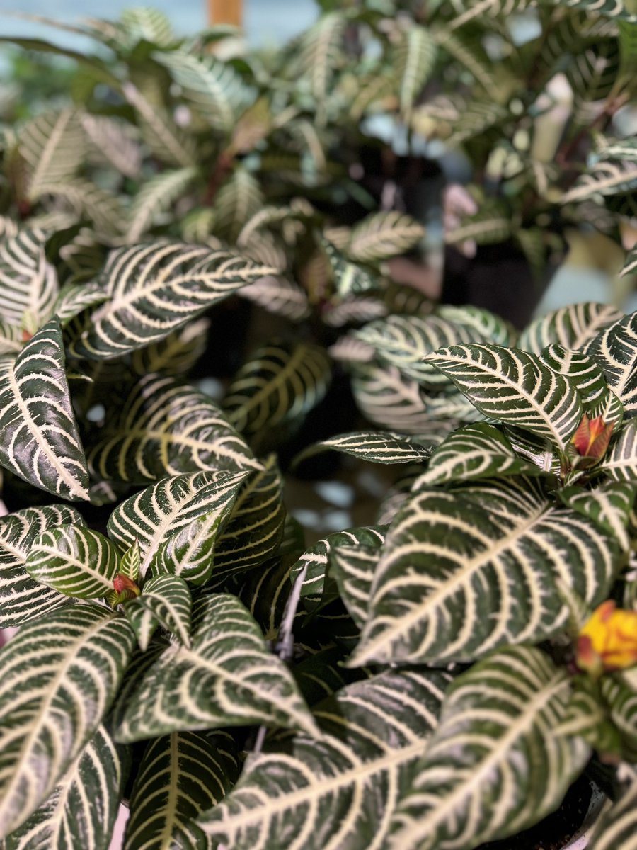 週末のfield style、たくさんの方にお越しいただきありがとうございました！
ちょっと大変すぎました😅が、充実した2日間となりました。
次回は11月、また出展できるよう調整します！