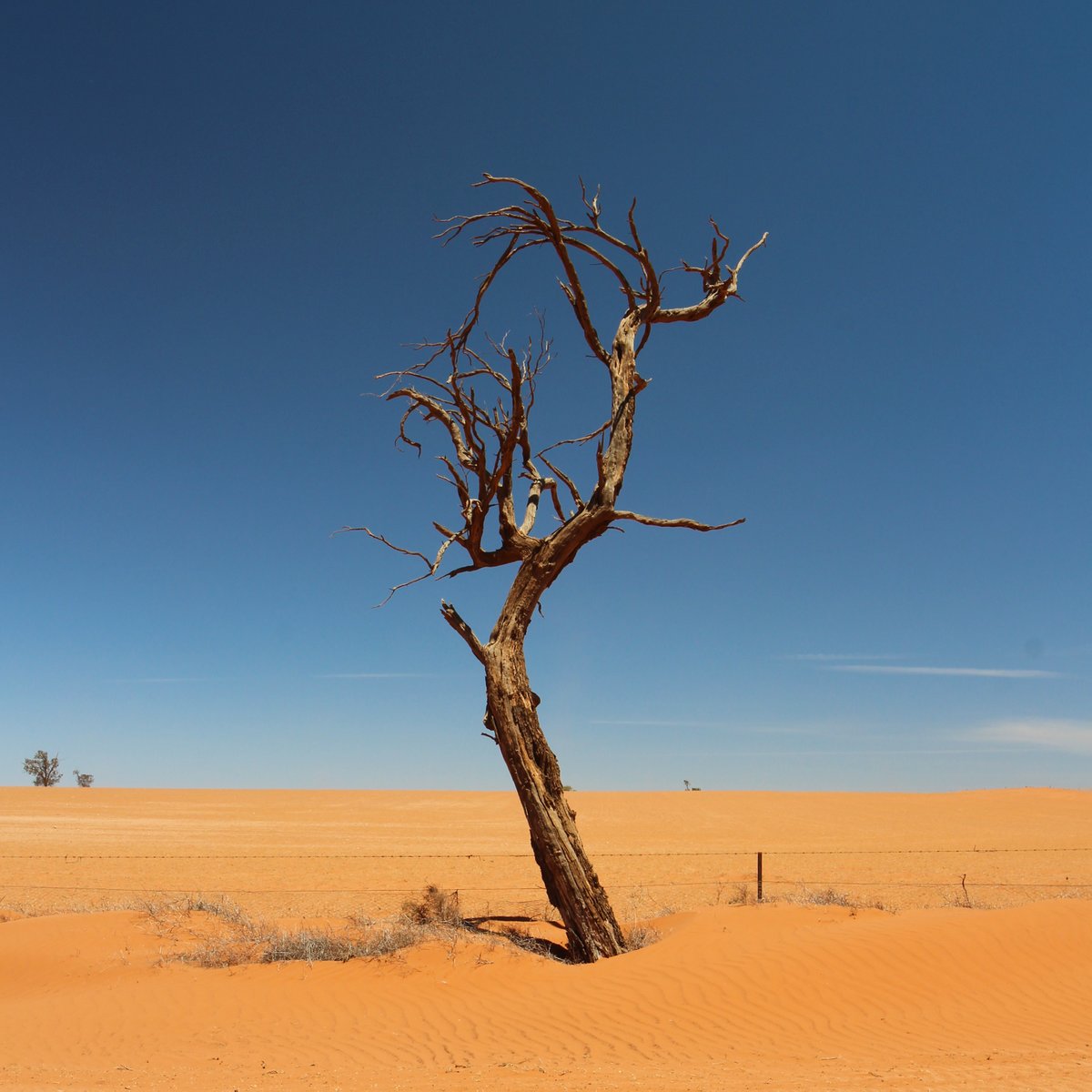 This tree looks like a skeletal hand reaching out of the red sand.
Between Renmark and Mildura in December 2019 (during a drought).
