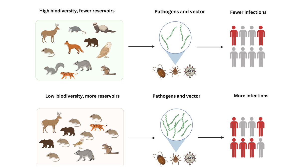 usaidriseindia's tweet photo. "Be Part of the Plan" by understanding that biodiversity is essential for human health. Biodiversity loss channels infectious diseases by increasing zoonotic threats. Protecting nature is protecting ourselves. @usaid_india  @Jhpiego   #worldbiodiversityday https://t.co/KdhlHpdtm0