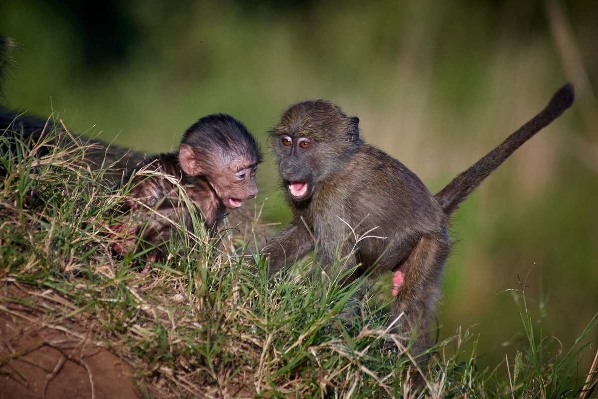 Playful Olive baboons | Masai Mara | Kenya . . #masaimara #olivebaboons #primates #animalkingdom #global4nature #africawildlife #animalplanet #bownaankamal #baboons #apes #monkeys #discovertheworld #africanadventure #mammalwatchingmagazine #maasimara #amazinganimals #iamnikon