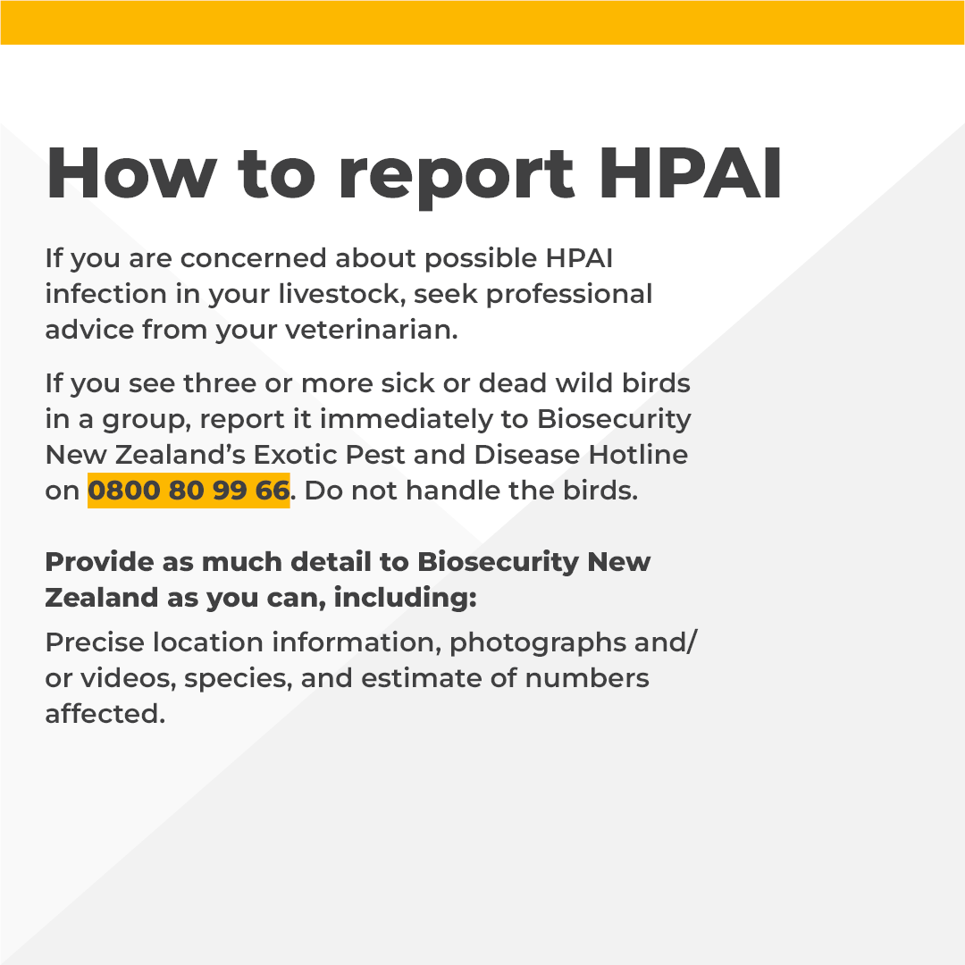 HPAI is a type of avian influenza that affects domestic and wild birds. Although it can also spill over to mammals, it is not a cattle disease. Practising good on-farm biosecurity is one of the ways you can be prepared. For more info, visit: bit.ly/44LAmoC