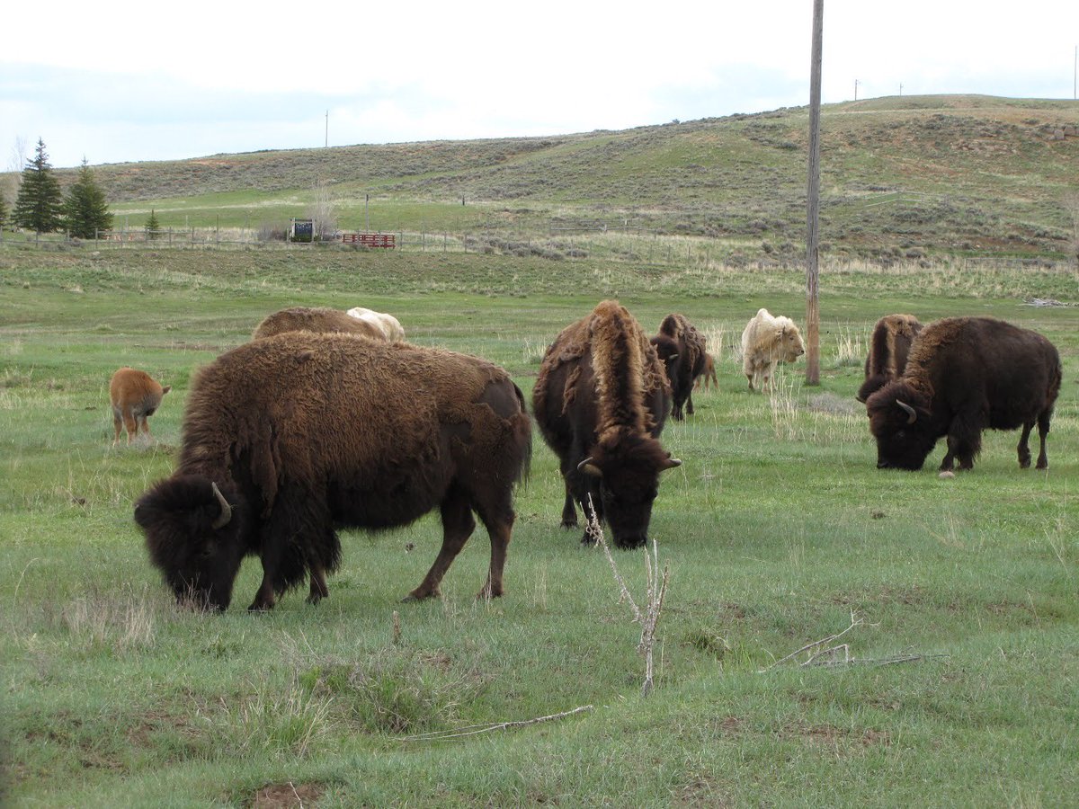 CoachellaJones's tweet photo. New calves have arrived at Bear River State Park. The first group of four includes a white calf. What a wonderful site to see for the second year in a row! @WyoStateParks #wyoming #whitebison #evanstonwyoming https://t.co/VuuxNZr1ff