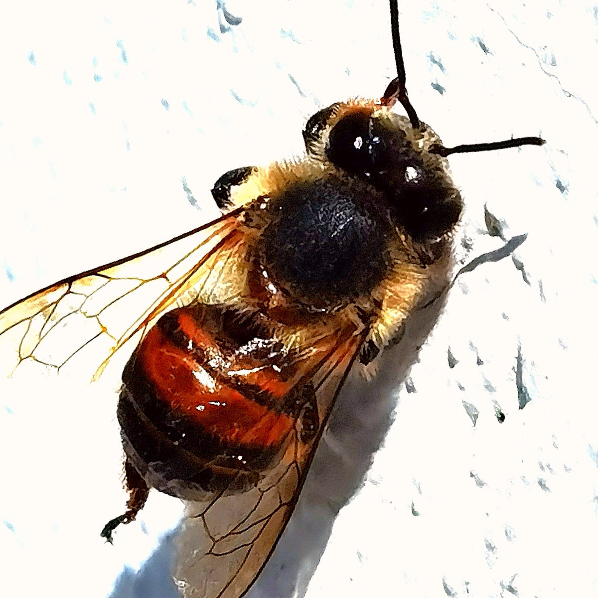 Miguel_dtm's tweet image. De las últimas en macro con #P40Pro y #Leica