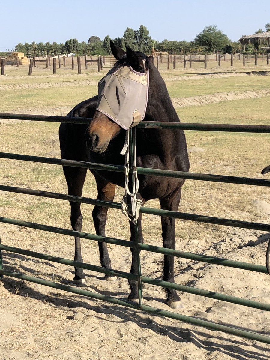 Pixie waits diligently while K finishes mixing her dinner gruel. She is so adorable…