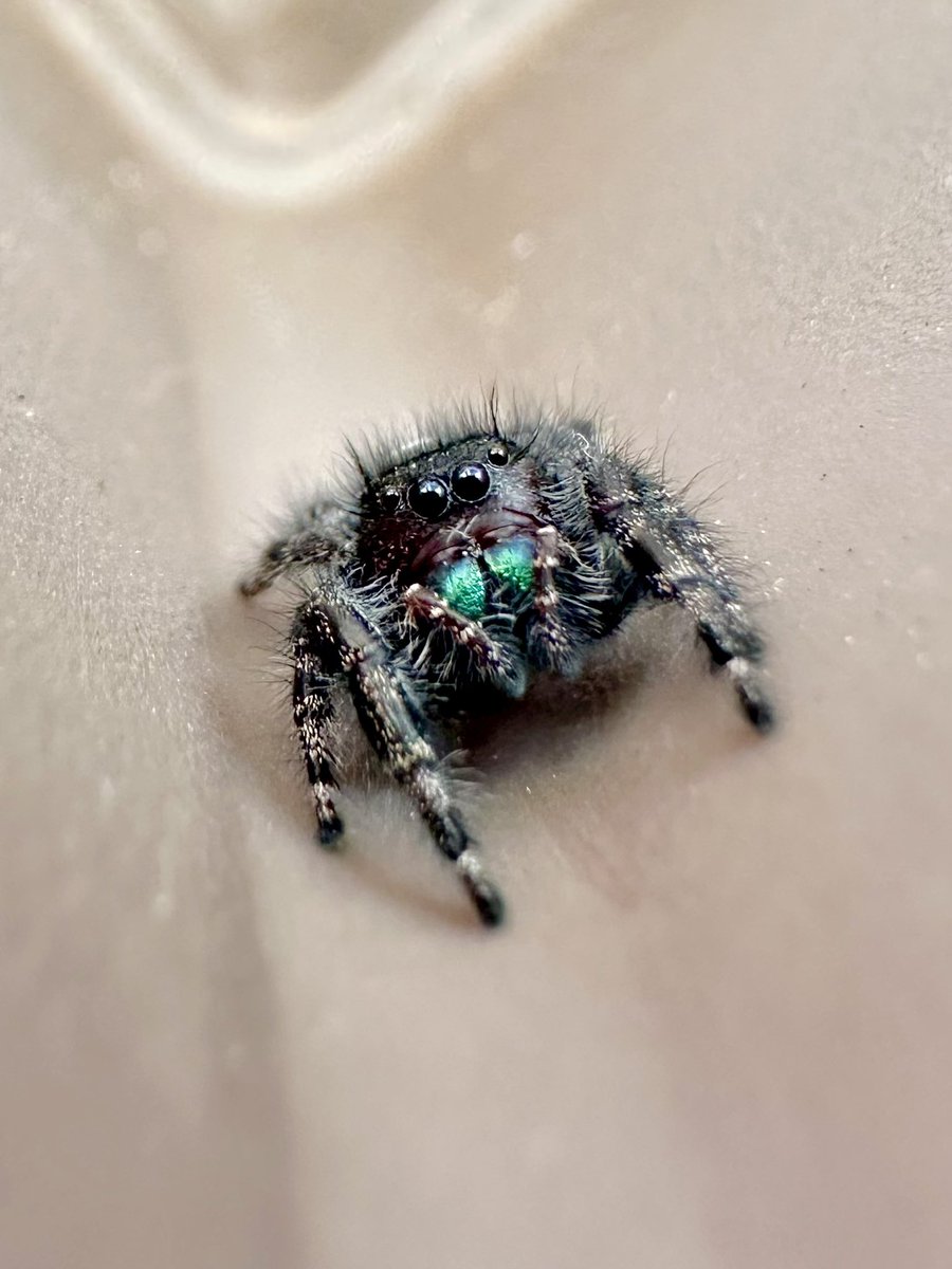 I never thought that I’d ever run into one of these little guys!! I was just walking around the garden, and from the corner of my eye, spotted a small black spider scurrying around quickly! I walked over and discovered the cutest little Bold Jumping Spider!! Here are