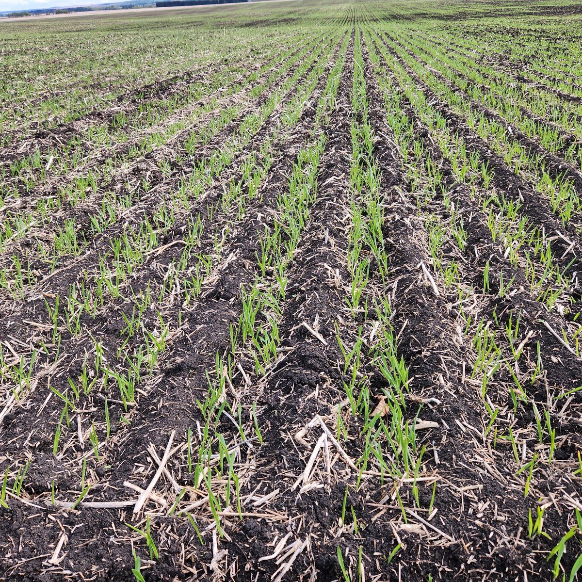 Last field of #plant2024.
Thankful for a rainy May to help every seed get off to a great start !!
Wishing all my farmer pals the best of luck getting finished !