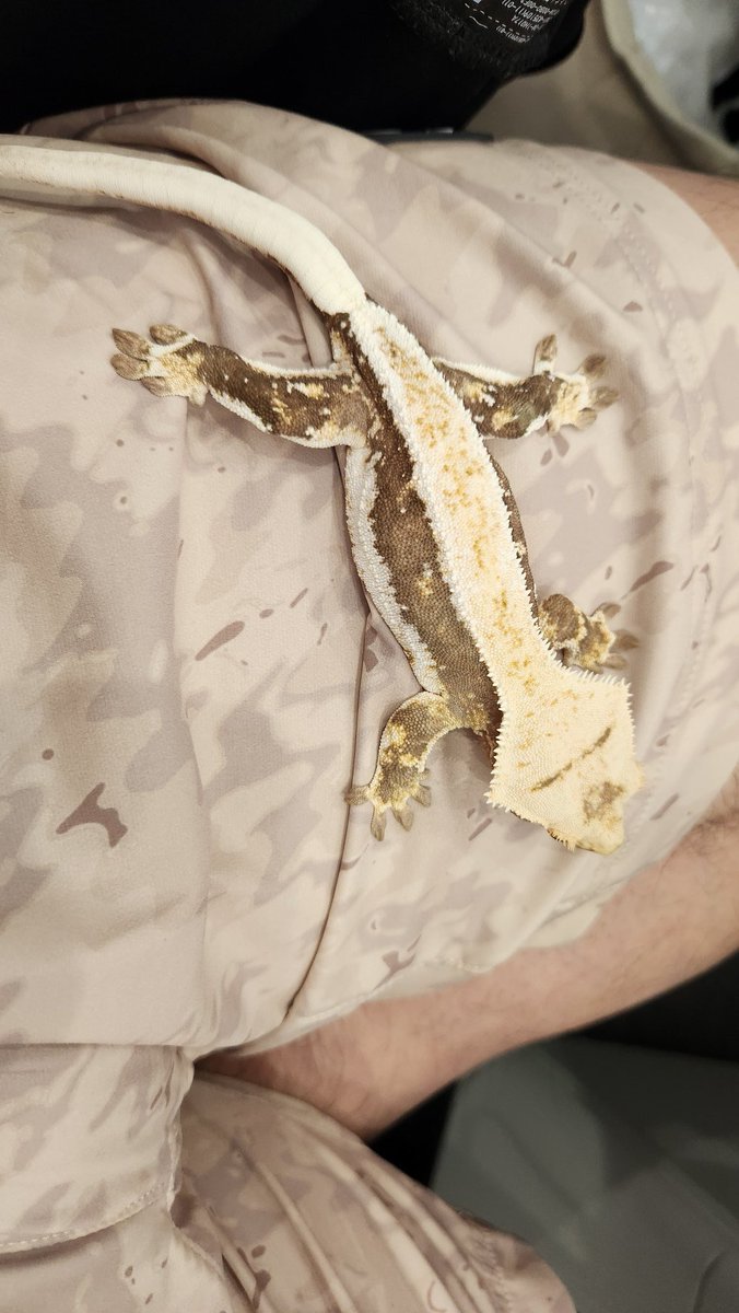 sudaconga's tweet image. 朝からダナと遊んで、手の上で1時間くらい寝てたら、💩された。

大きく立派な💩

まあ、毎朝💩掃除してるからダナの💩なら気にならんけどな。
むしろ健康チェックできて良し！

朝から💩話しごめん。
 #クレステッドゲッコー
 #健康チェック