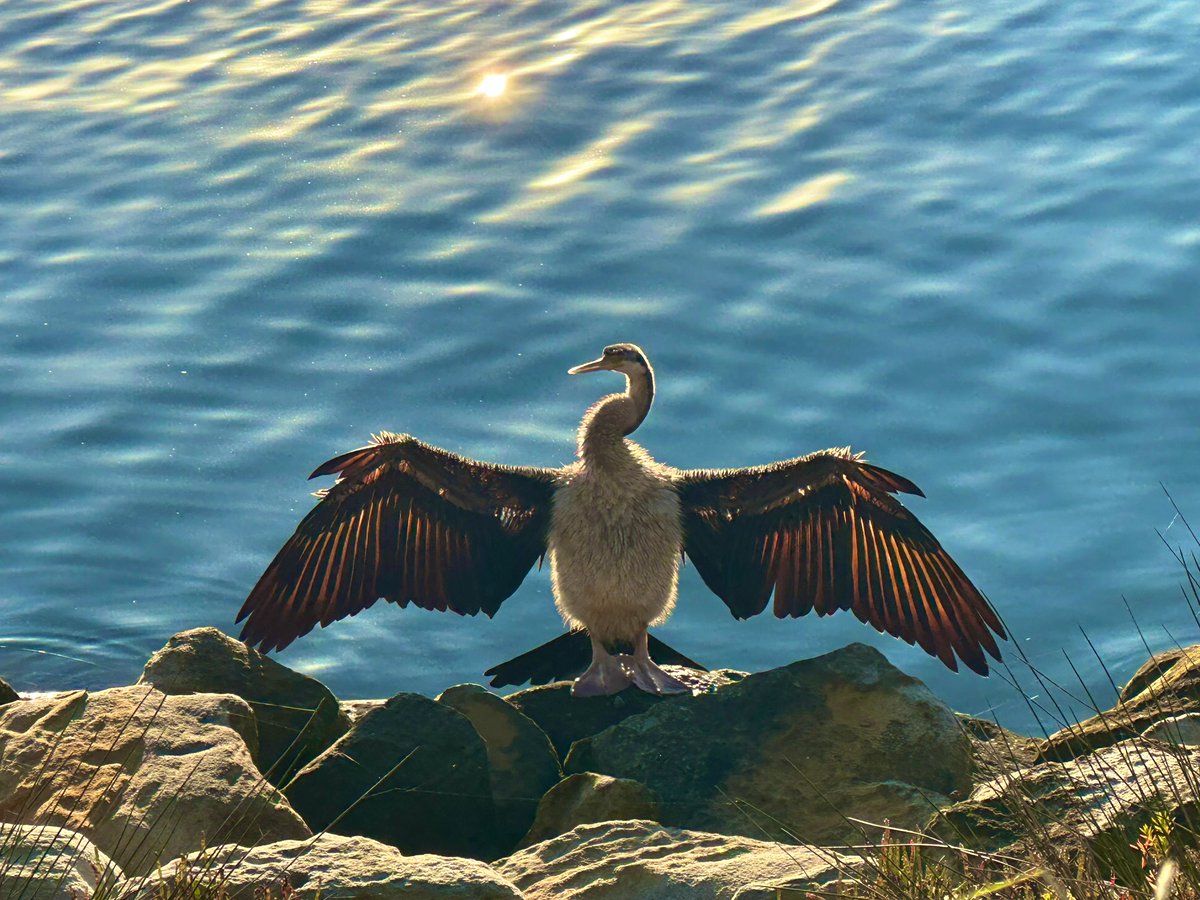 subbie's tweet photo. When the standard 5km becomes 6km, that means I need to run another km, then add .5km more. Something like that, anyway, 7.5km today, with a stop for a bird photo because look at that bird! (What type of bird? Some kind of cormorant?) #running #bayrun https://t.co/YWR6Nc7vKa