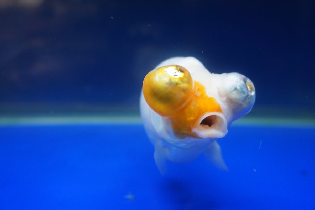 金魚】本日のベストショットその2 ＃サクラチョウテンガン ＃金魚 