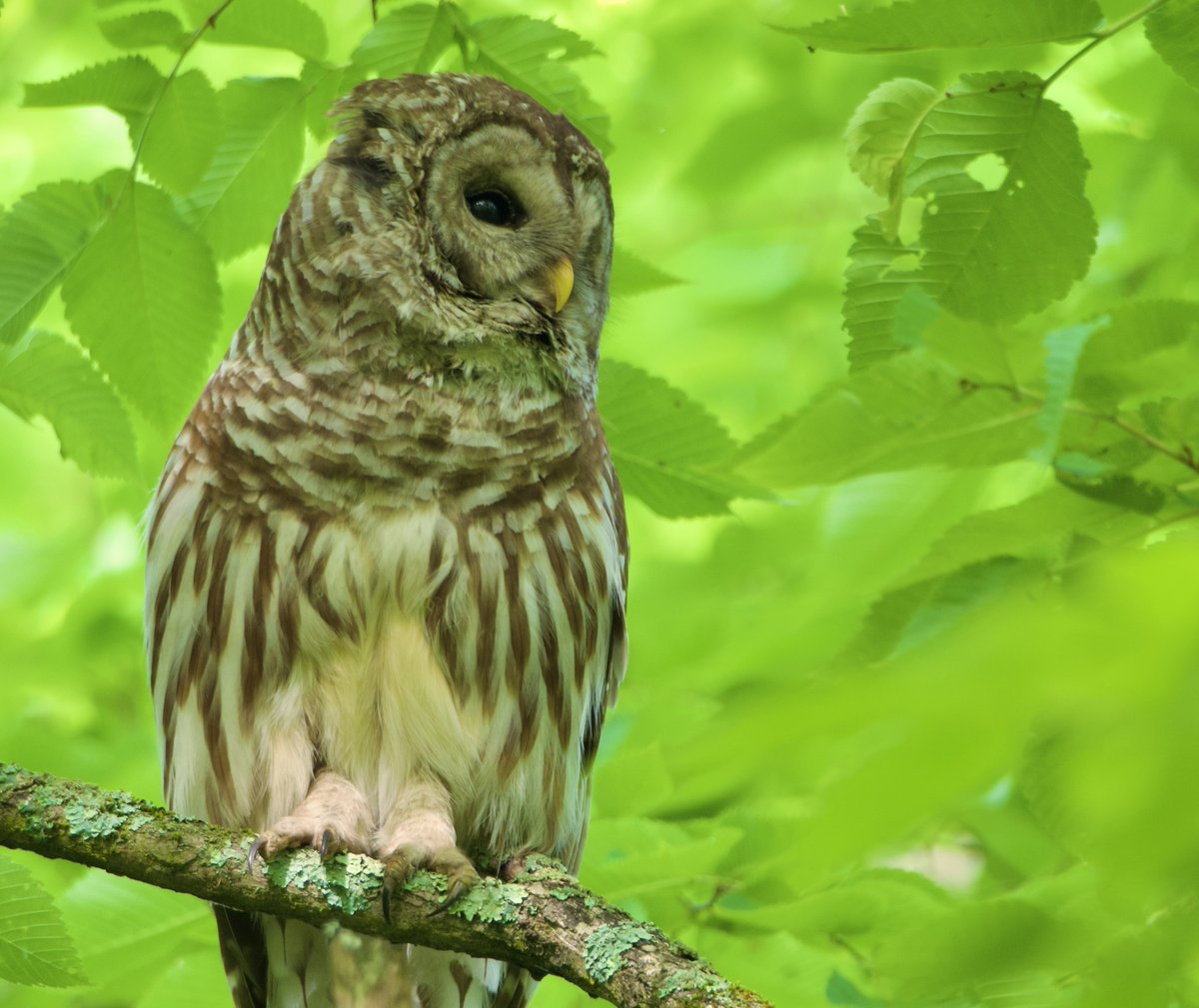 Good Night Everyone. #BarredOwl #Owls #Nature #Wildlife #Photography #Magical