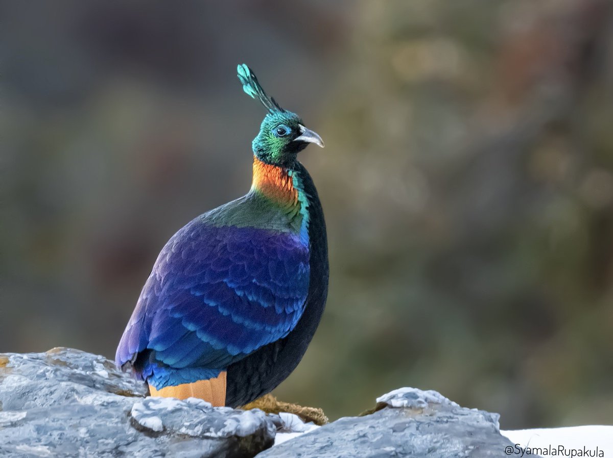 #indiaves #ThePhotoHour #BirdsOfTwitter #TwitterNatureCommunity #wildplanet #wildlife #BBCWildlifePOTD  #BirdsSeenIn2024 #NatureIn_Focus #birdtwitter #birds #natgeoindia Himalayan Monal