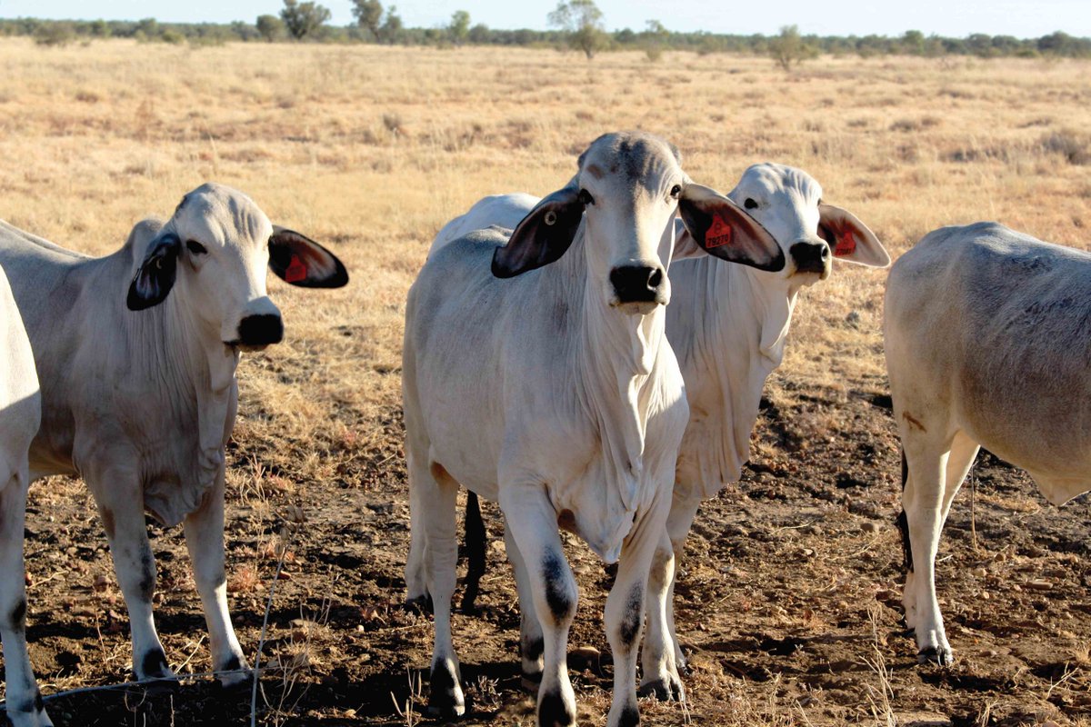 Calling northern Aus beef producers! 📢 Help CQUni understand what motivates beef farmers to use genetic tools in their herds by completing a survey. This research will help CQUni develop successful extension programs in this area 🖱️ okt.to/DTKN85 #beef #cattle