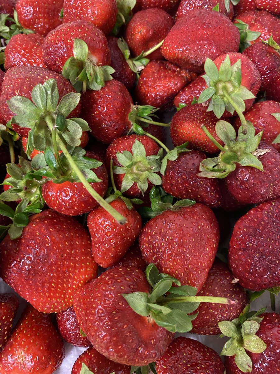 It’s #Strawberry time here! Yum! 😋 #GardeningX #MasterGardener