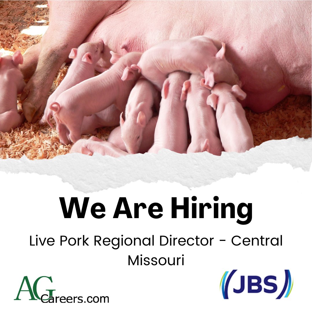 JBS is #Hiring a Live Pork Regional Director! 

Responsible for coordination and management of approximately 50,000 sows and approximately 1.5 million market pigs annually.

Explore more on #AgCareers: ow.ly/ajjy50ROEKK