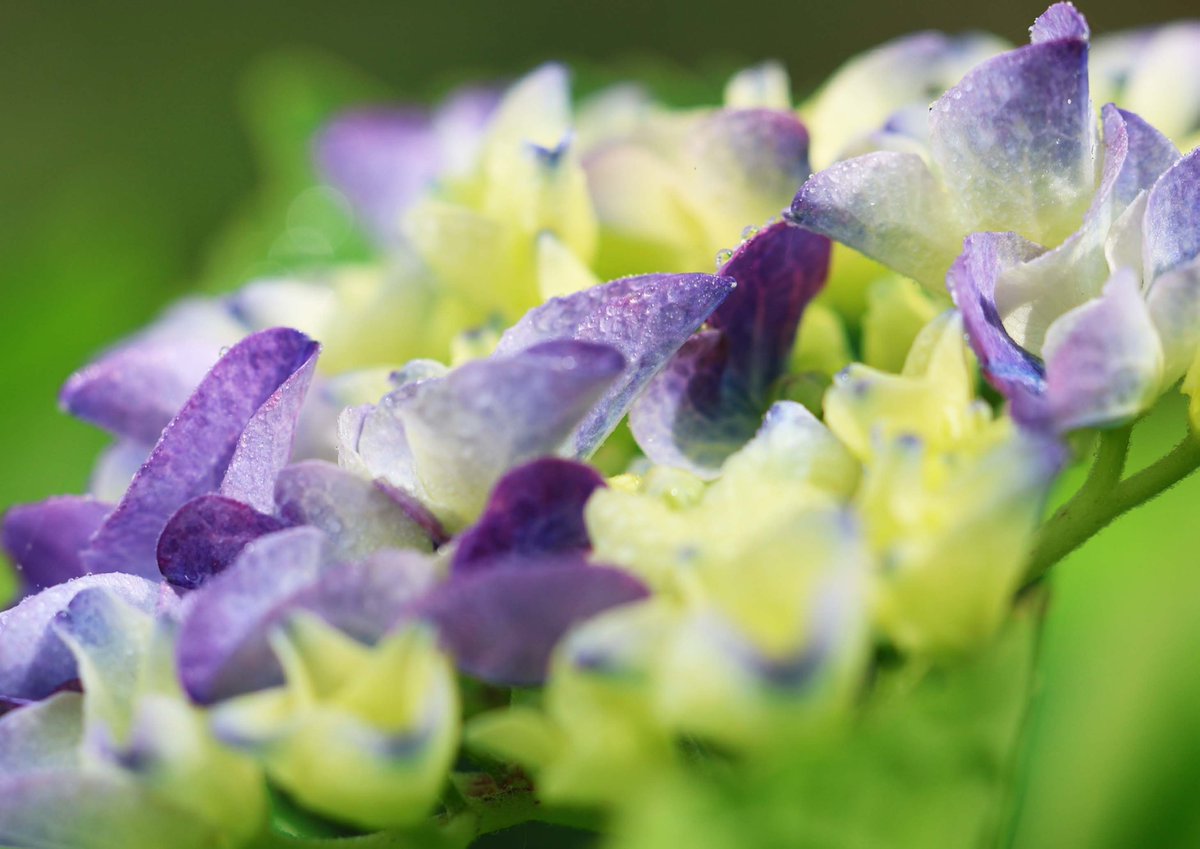 教会の花壇で、アジサイがほんのり色づき始めました。梅雨が近づいているようです(^^)