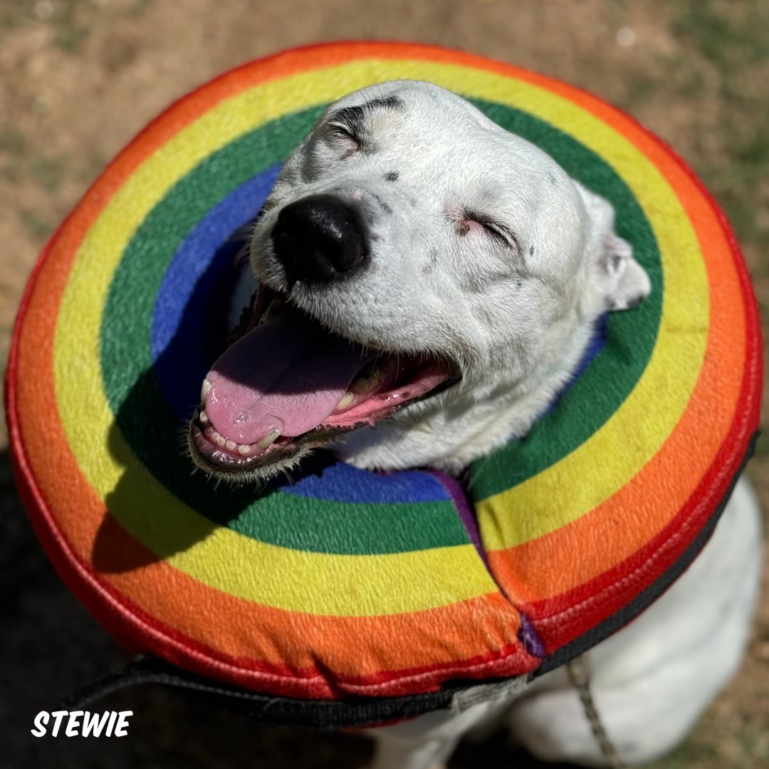 austinpetsalive's tweet photo. Stewie, Nigel, Pringles, and Daria know 🎶the competition is very slim to none🎶 when potential adopters meet them because they’re, well, pretty much perfect.

🐾 Adoption fees are 50% OFF for ALL pets! Visit https://t.co/xSARtcR2J2 to browse pets who “just wanna be with you!” https://t.co/ycm9rKmOJK
