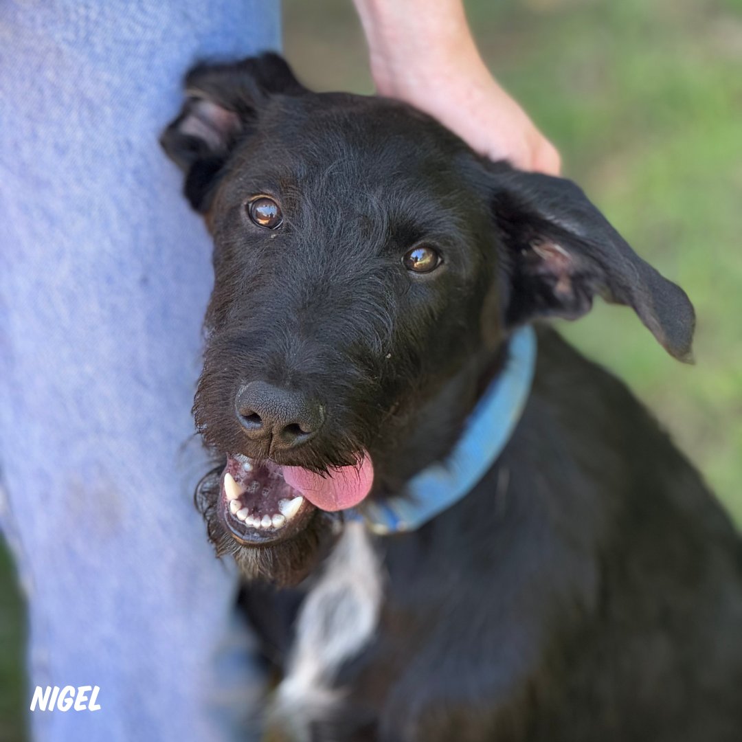 austinpetsalive's tweet photo. Stewie, Nigel, Pringles, and Daria know 🎶the competition is very slim to none🎶 when potential adopters meet them because they’re, well, pretty much perfect.

🐾 Adoption fees are 50% OFF for ALL pets! Visit https://t.co/xSARtcR2J2 to browse pets who “just wanna be with you!” https://t.co/ycm9rKmOJK