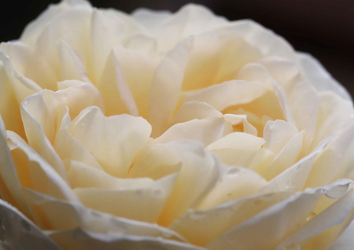 教会の花壇に咲いた、上品なクリーム色の薔薇。「マリー・アントワネット」という品種です(^^)