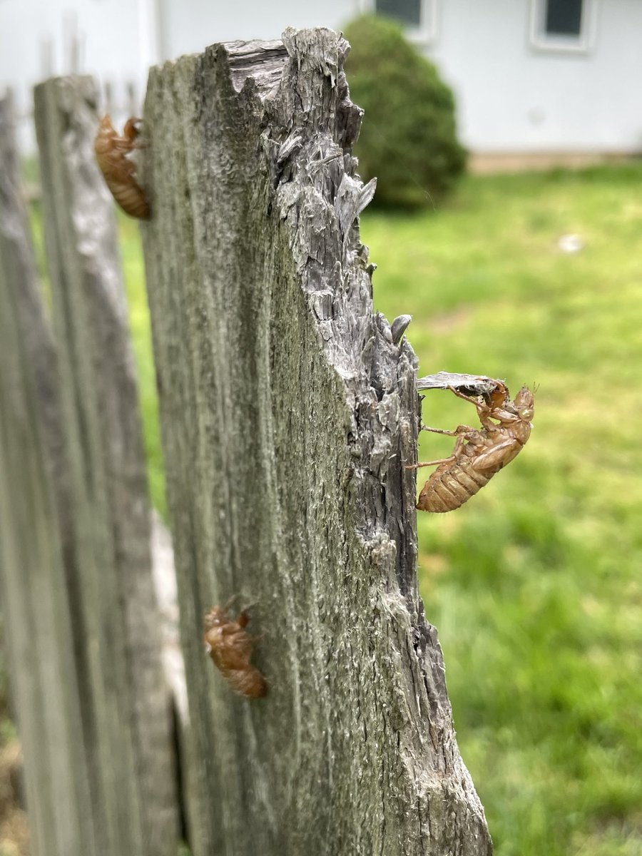 cpsmyers's tweet image. I have been helping record photo evidence of cicadas as part of a citizen science project. The map shows what I have recorded at school but trust me there are hundreds there! #cpsscience