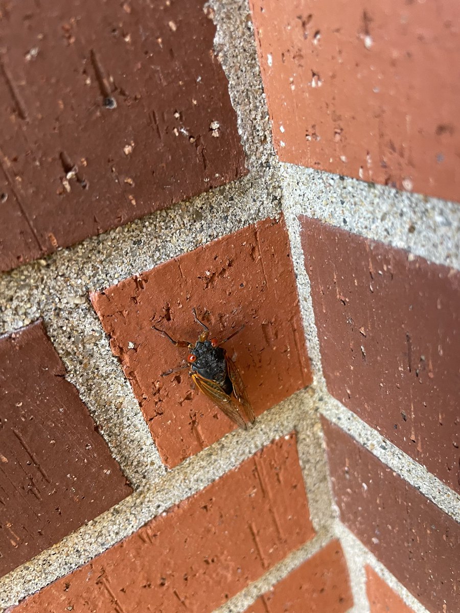 cpsmyers's tweet image. I have been helping record photo evidence of cicadas as part of a citizen science project. The map shows what I have recorded at school but trust me there are hundreds there! #cpsscience