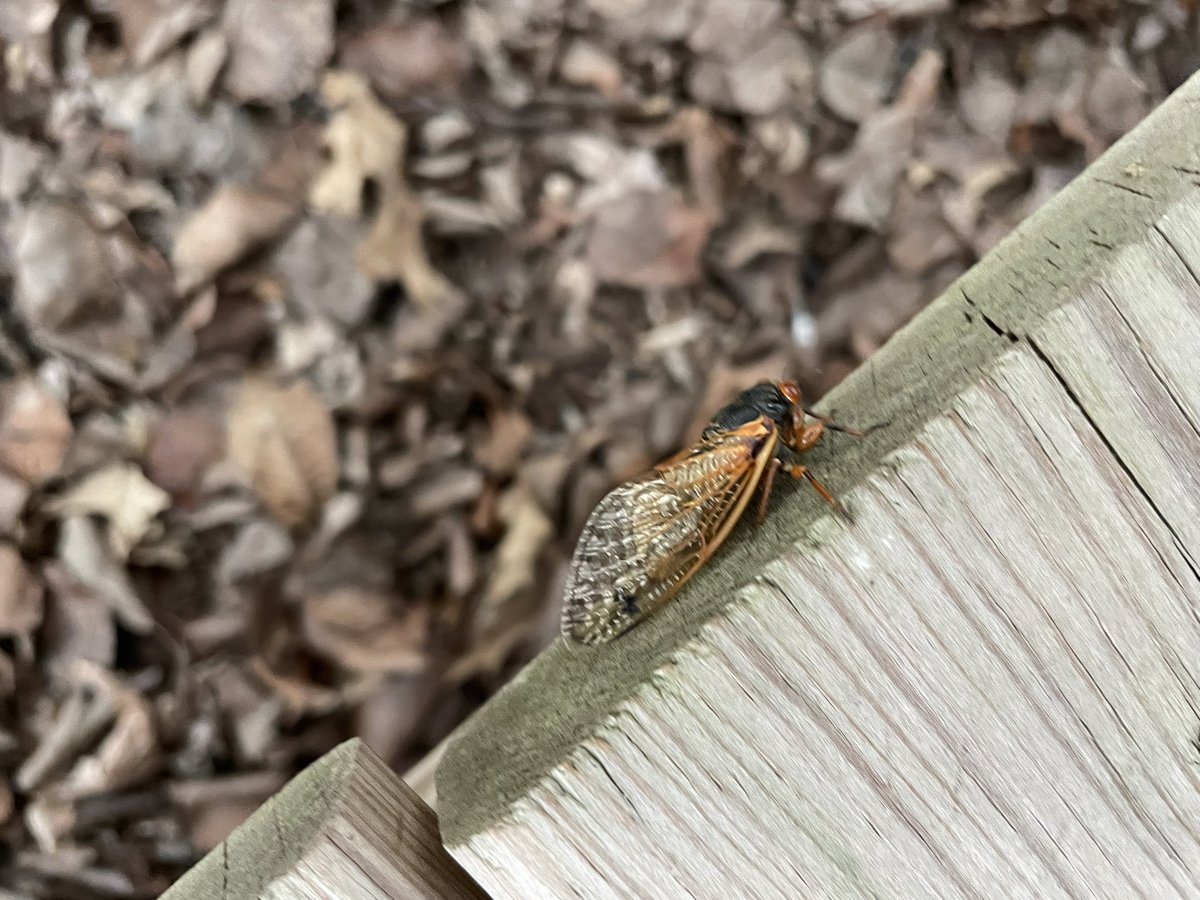 cpsmyers's tweet image. I have been helping record photo evidence of cicadas as part of a citizen science project. The map shows what I have recorded at school but trust me there are hundreds there! #cpsscience