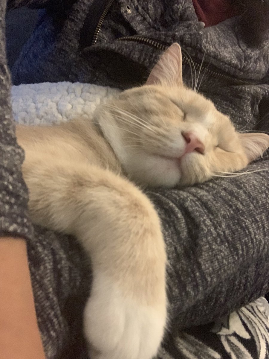 Ms. Cariño, M.Ed. 2️⃣1️⃣❤️💻🎙 tweet media