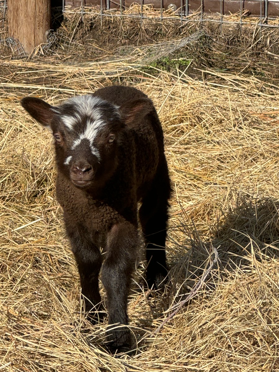 RobinChinnow's tweet photo. Shetland Lamb - Gemma ❤️ #hylandacres https://t.co/On9uwxDvrL