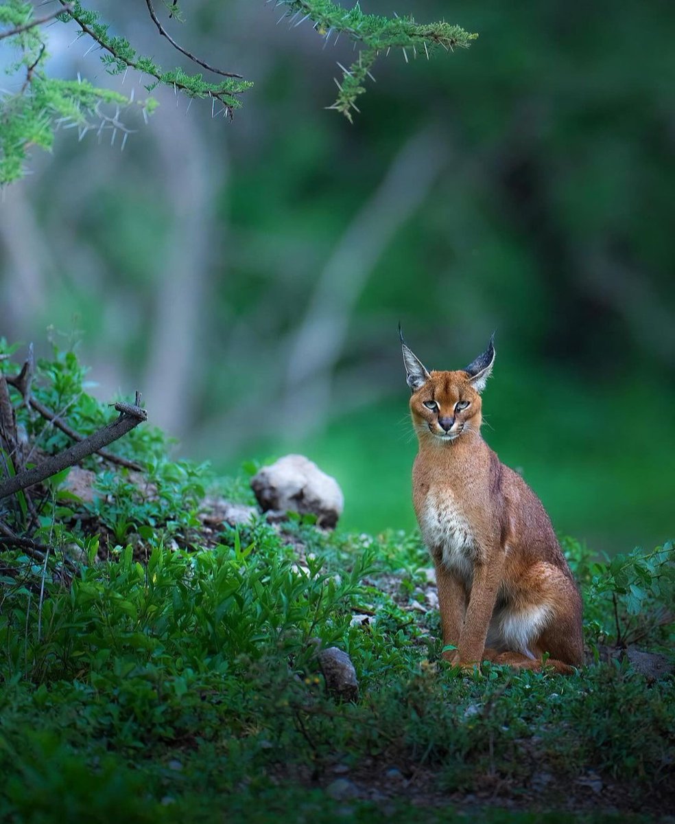 #nature
#NatureWonders